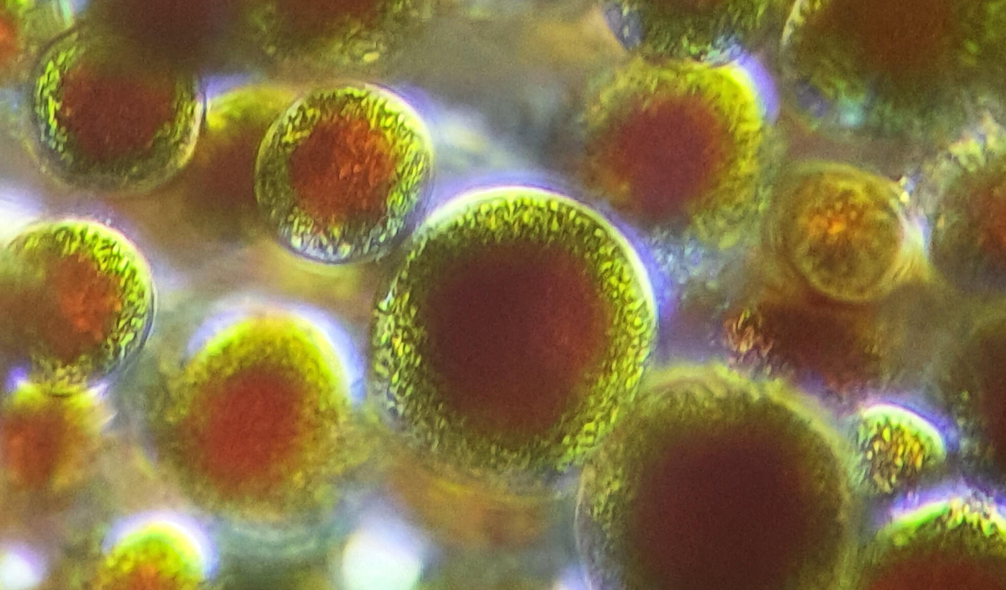 Bio Algae Pro Algaebio+ / We create beneficial compounds for human and animal health ...
